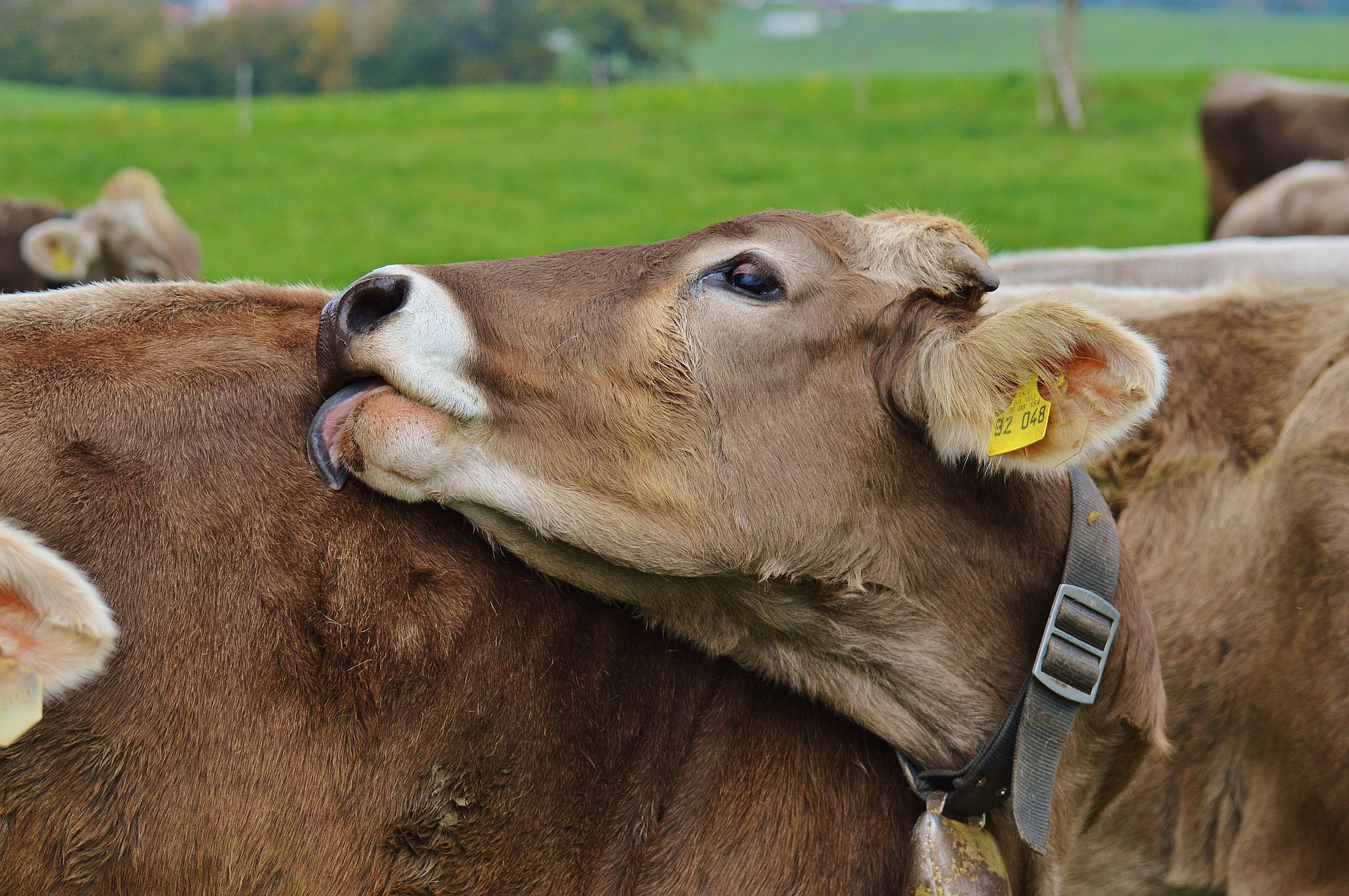 What Does A Beef Farmer Do