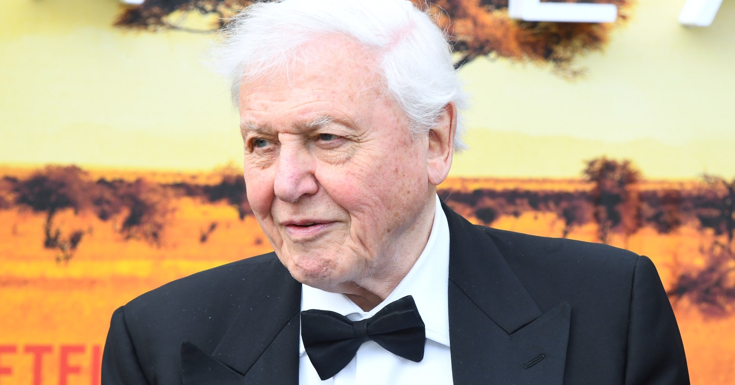 David Attenborough in a suit and bowtie