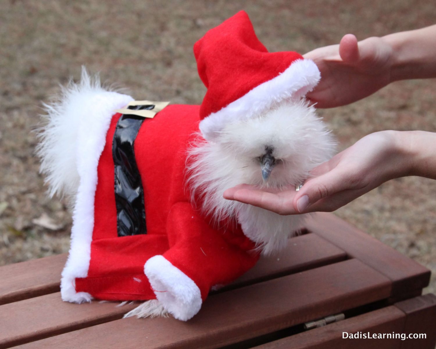 santa hats for small animals