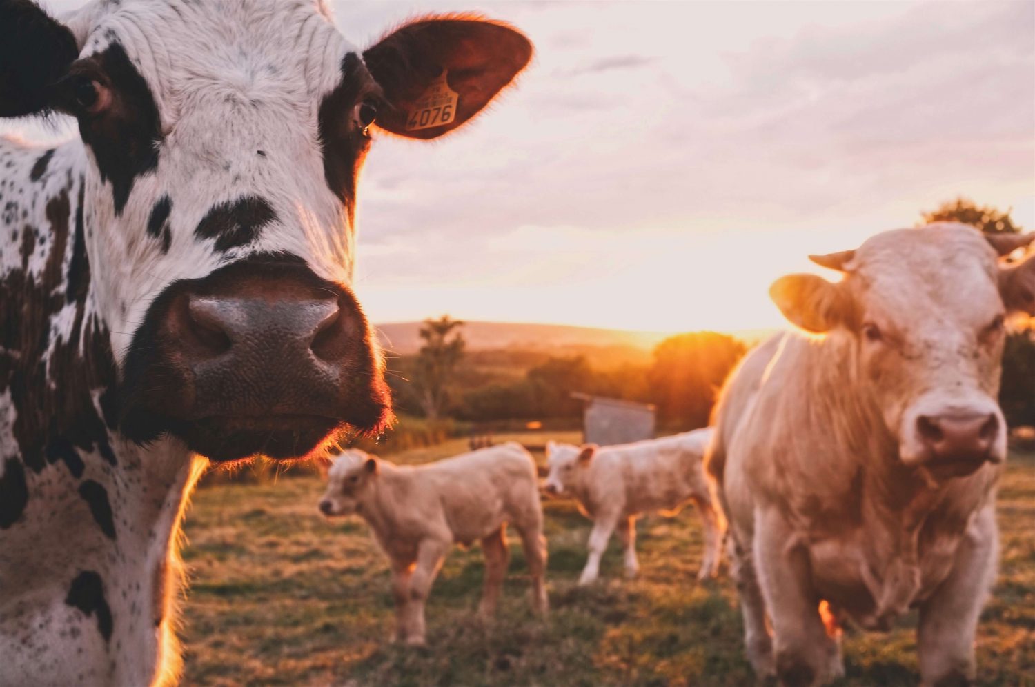 Impact of Meat Production on Global Warming Discussed at COP23