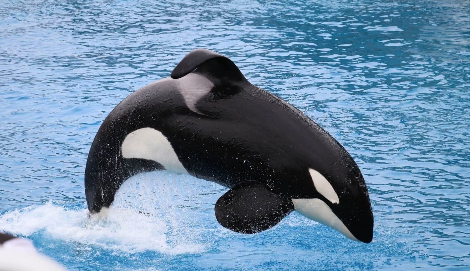 SeaWorld CEO Resigns Due to Falling Profits