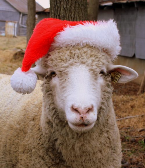 11 Adorable Animals In Santa Hats That You Need To See Today