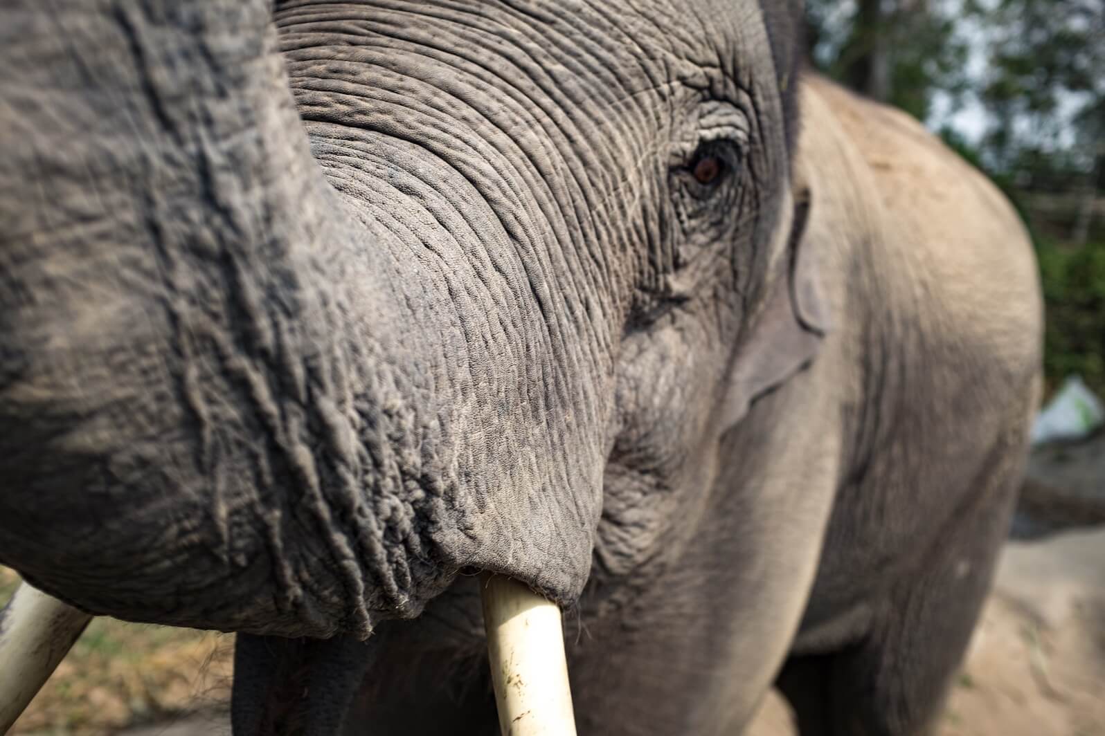 China's Ivory Ban 'A Huge Step for Elephants'
