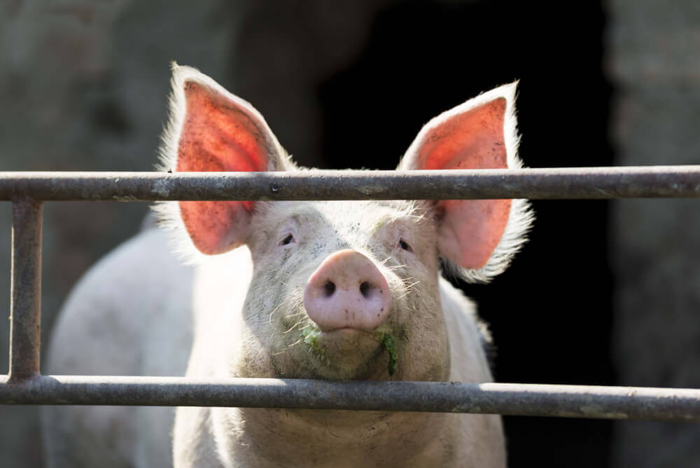 Pork Industry in Panic After $50 Million Fine Sets Precedent Over Farm Pollution