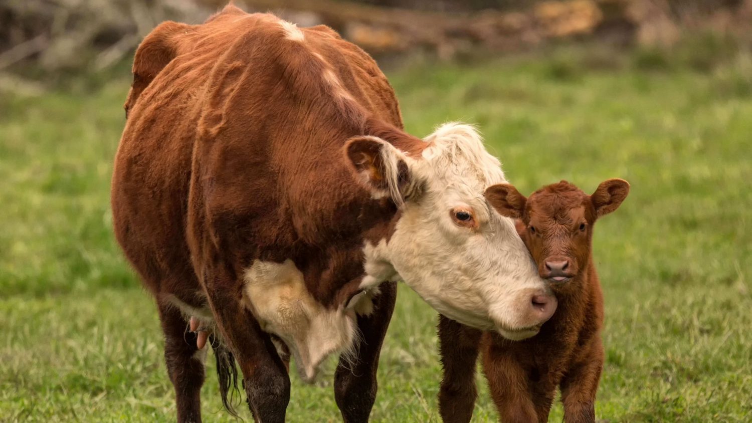 60% of All Mammals on Earth Are Livestock, Says New Study