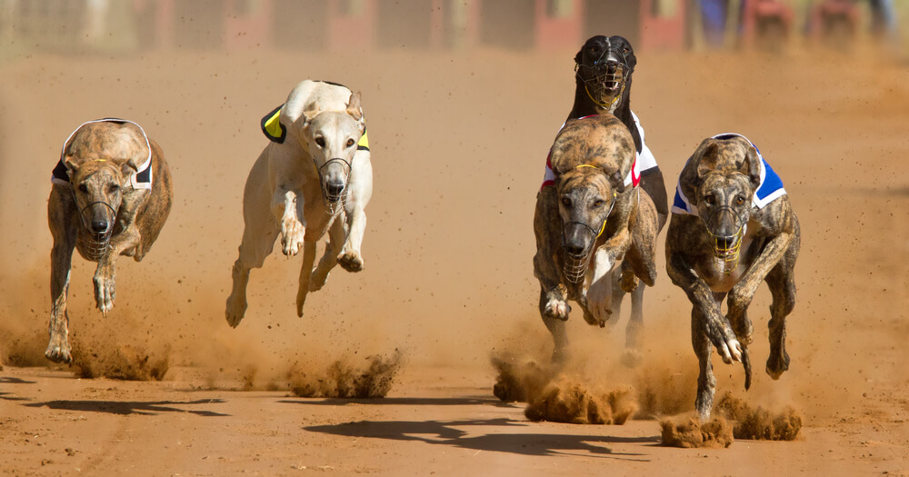 Greyhound Racing Officially Banned in Australia's Capital Canberra