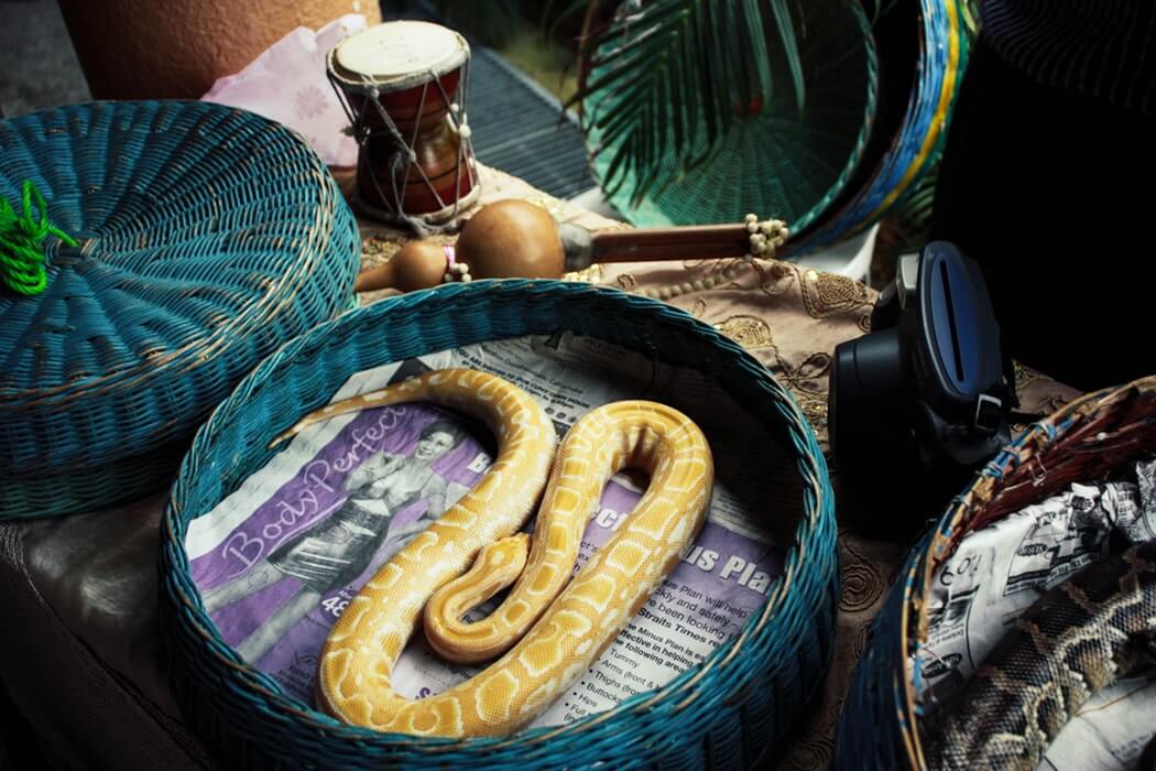 snake in toy basket