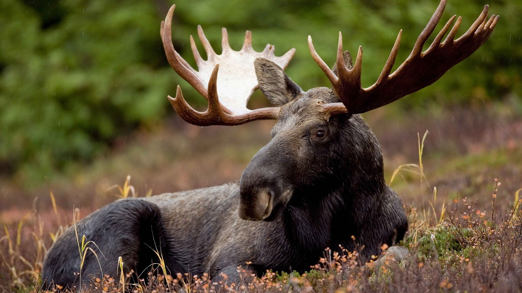 bull moose sitting in field