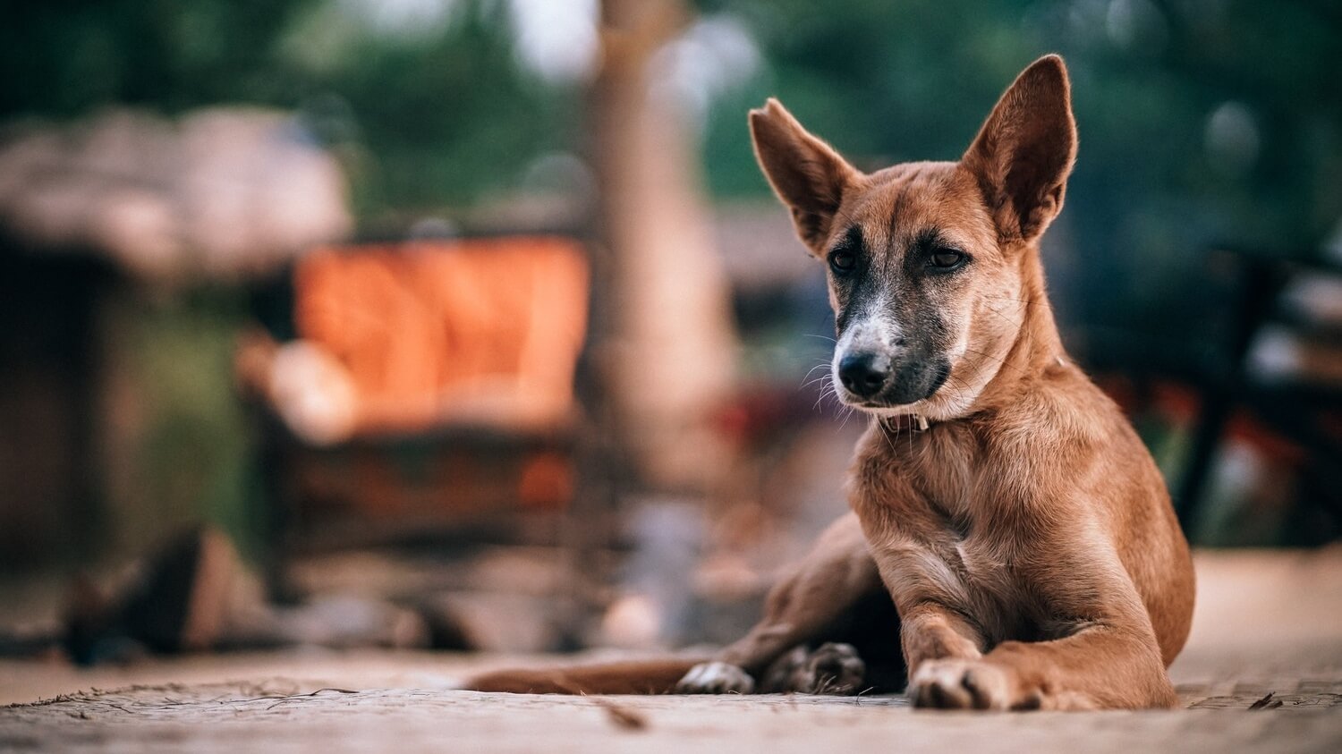 Nearly 1 Million South Koreans Want the Government to End the Dog Meat Trade For Good