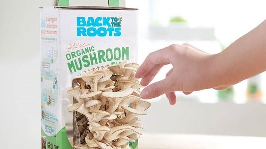 Grow Your Own Vegan Meat With These Back To The Roots Mushroom Kits From Costco Livekindly