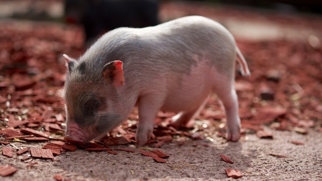 Spain's Pork Consumption Has Environmentalists Concerned Over Massive Pig Population