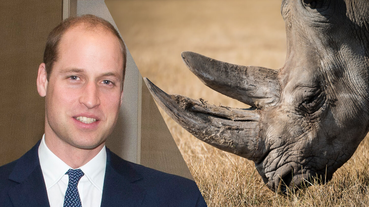 30 Financial Institutions Back Prince William’s in Combating Illegal Wildlife Trade