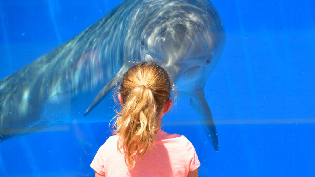 captivity of whales and dolphins