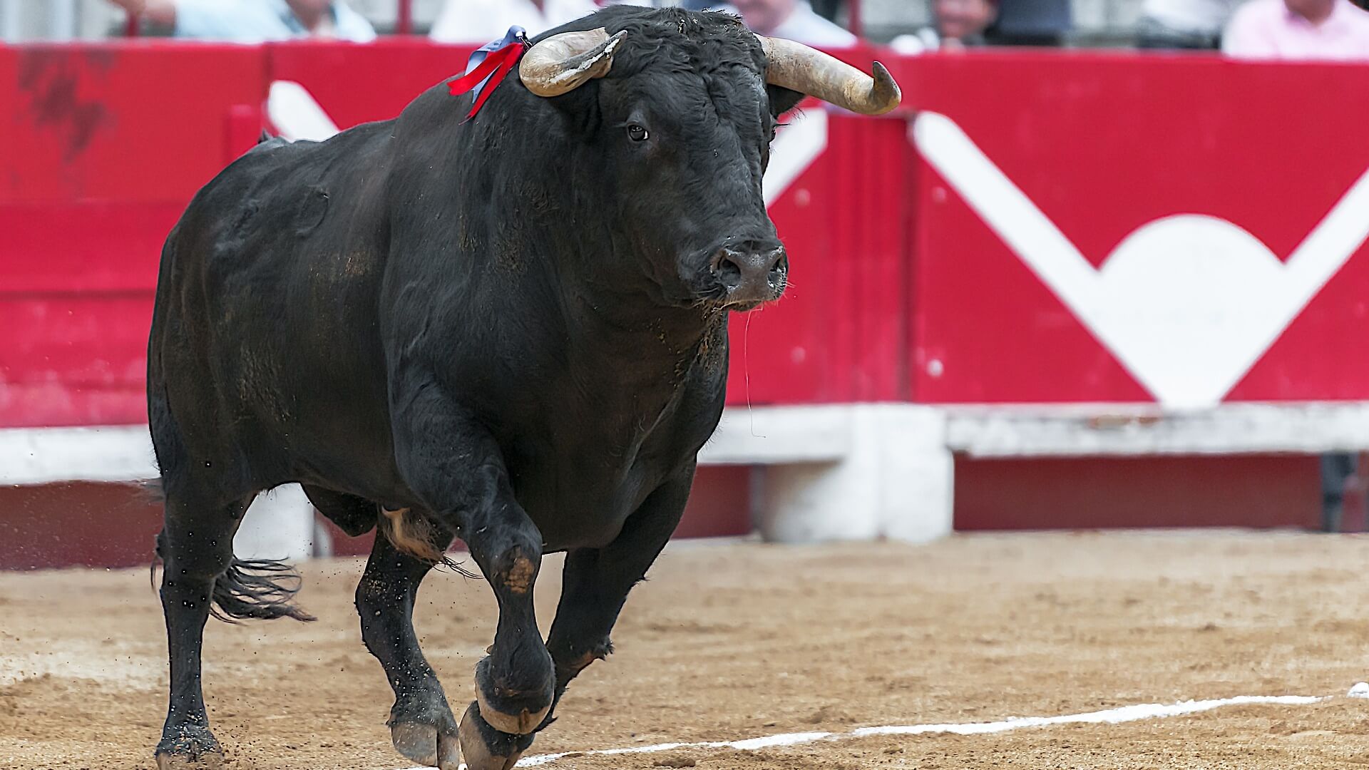 mexico-city-one-step-closer-toward-bullfight-ban-livekindly