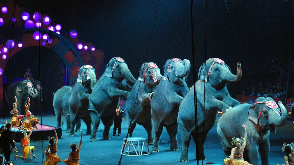 parliament-bans-wild-animal-circuses-in-portugal