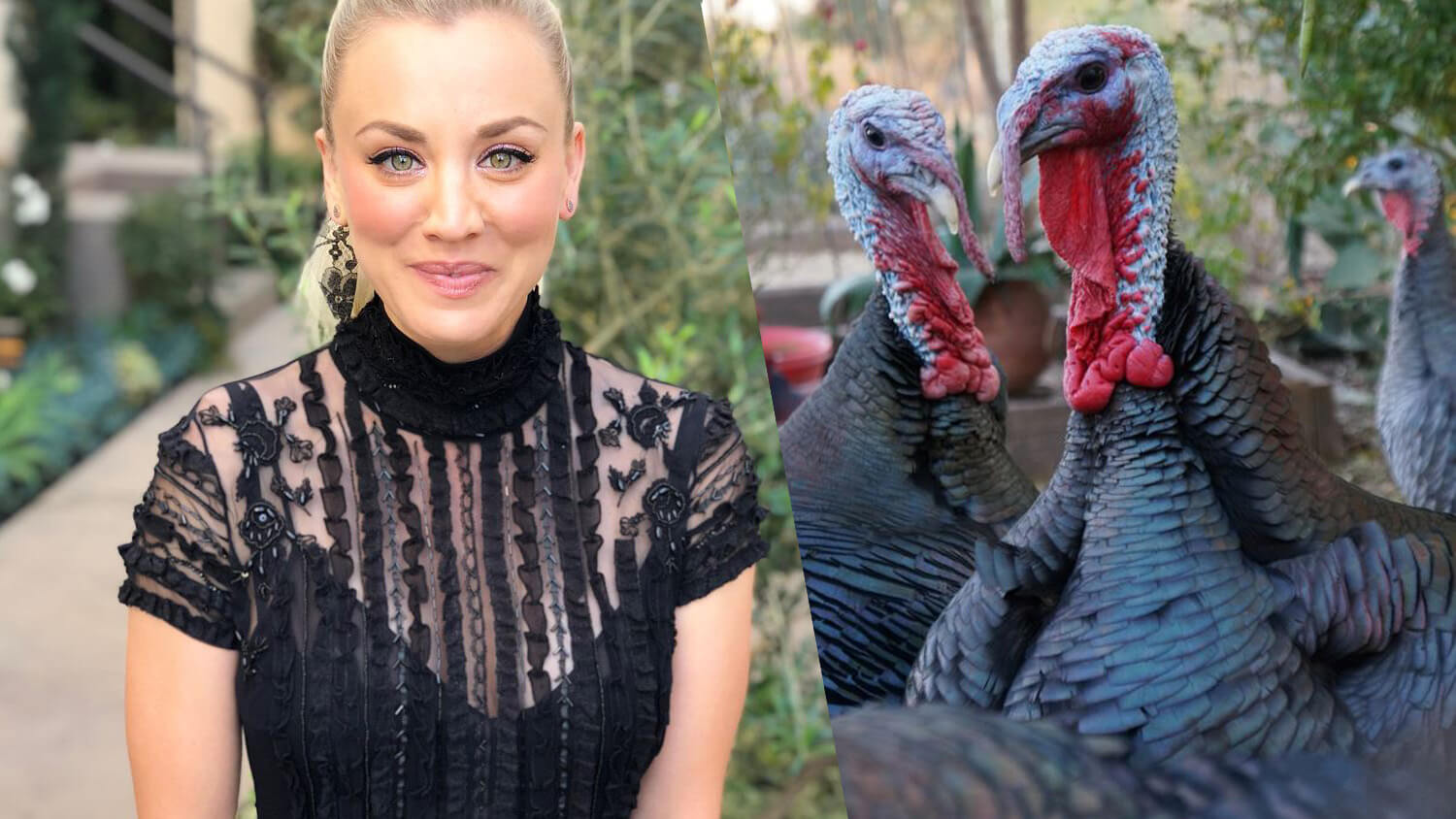 Vegetarian 'Big Bang Theory' Star Kaley Cuoco Urges America to Adopt Turkeys for Thanksgiving