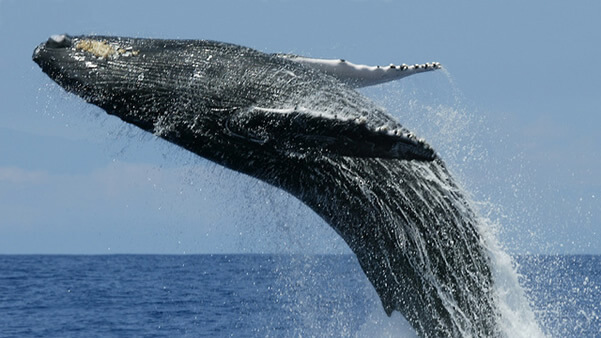 How Blue Whale Poop Plays a Critical Role in Climate Change