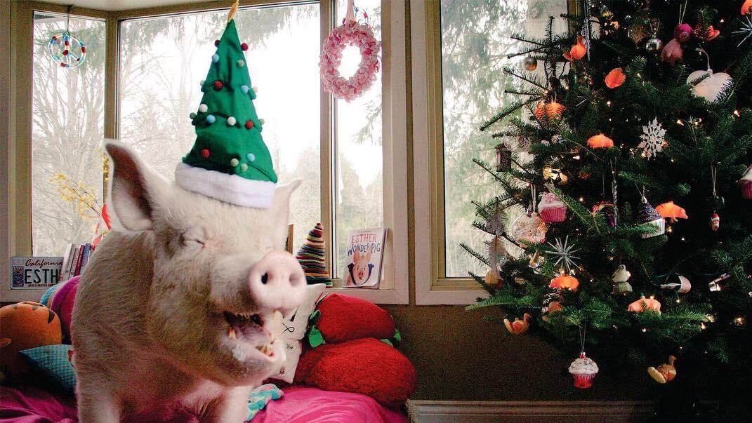 Esther the 'Wonder Pig' Beat Cancer With Help From Thousands of Fans and a Few Vegan Cupcakes