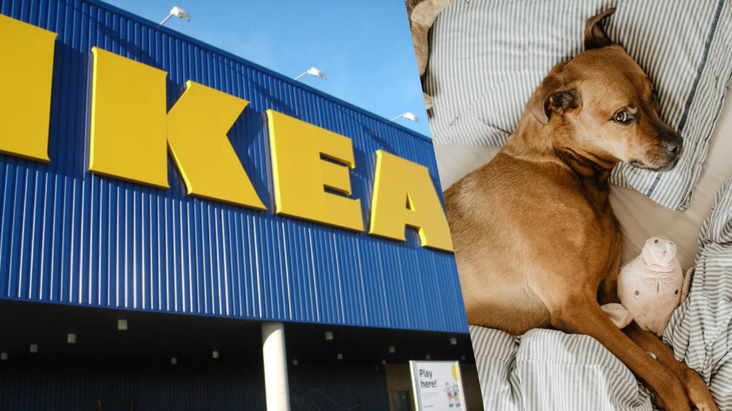 Italian IKEA Location Lets Stray Dogs Live Inside