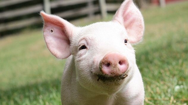 Adopt a Rescued Farm Animal and Support This Vegan Farm Sanctuary