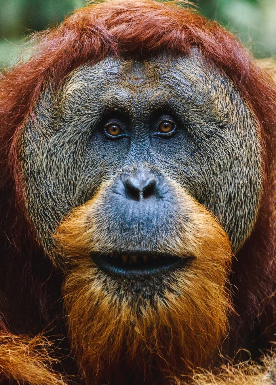 orangutan jellycat