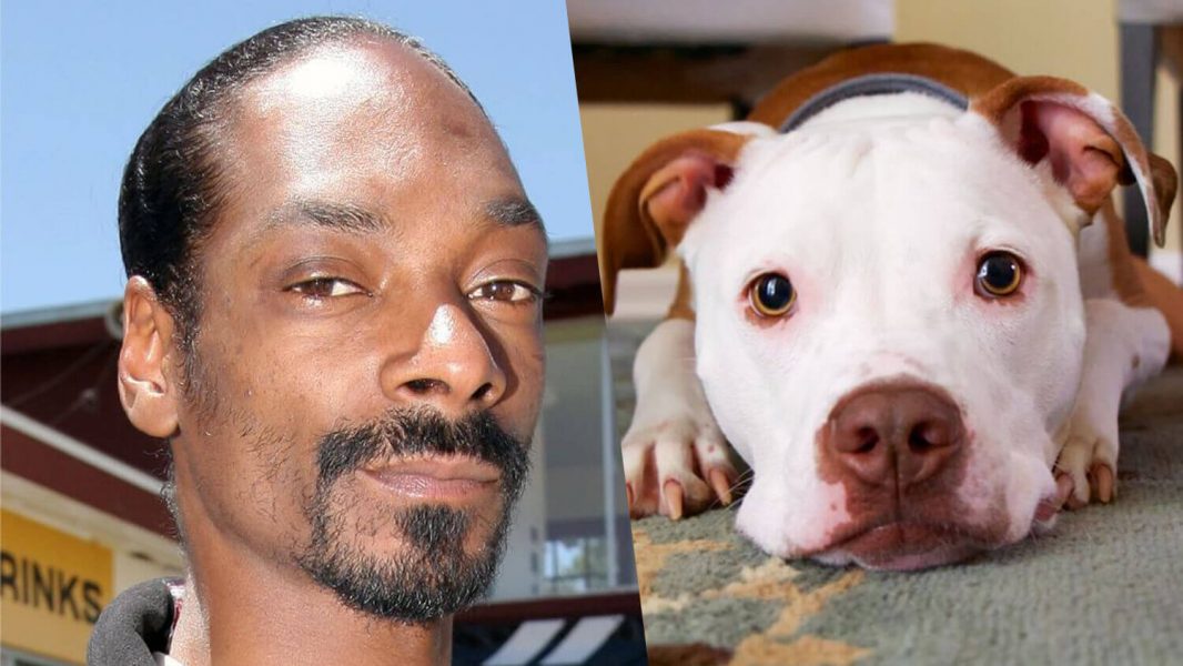 Snoop Dogg Says He’ll Adopt Rescue Pit Bull Named in His Honor