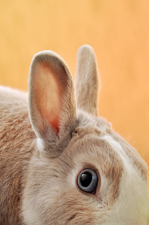 19 Top Cosmetics Brands to End Global Animal Testing