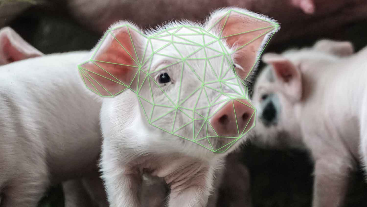 Facial Recognition Technology Developed to Improve Pigs' Lives