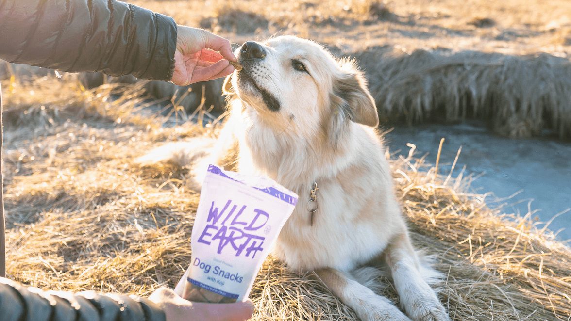 Can Dogs Be Vegan 5 Meat Free Dog Foods To Try Livekindly