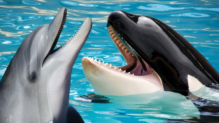 Canada Is About to Ban Dolphin and Whale Captivity