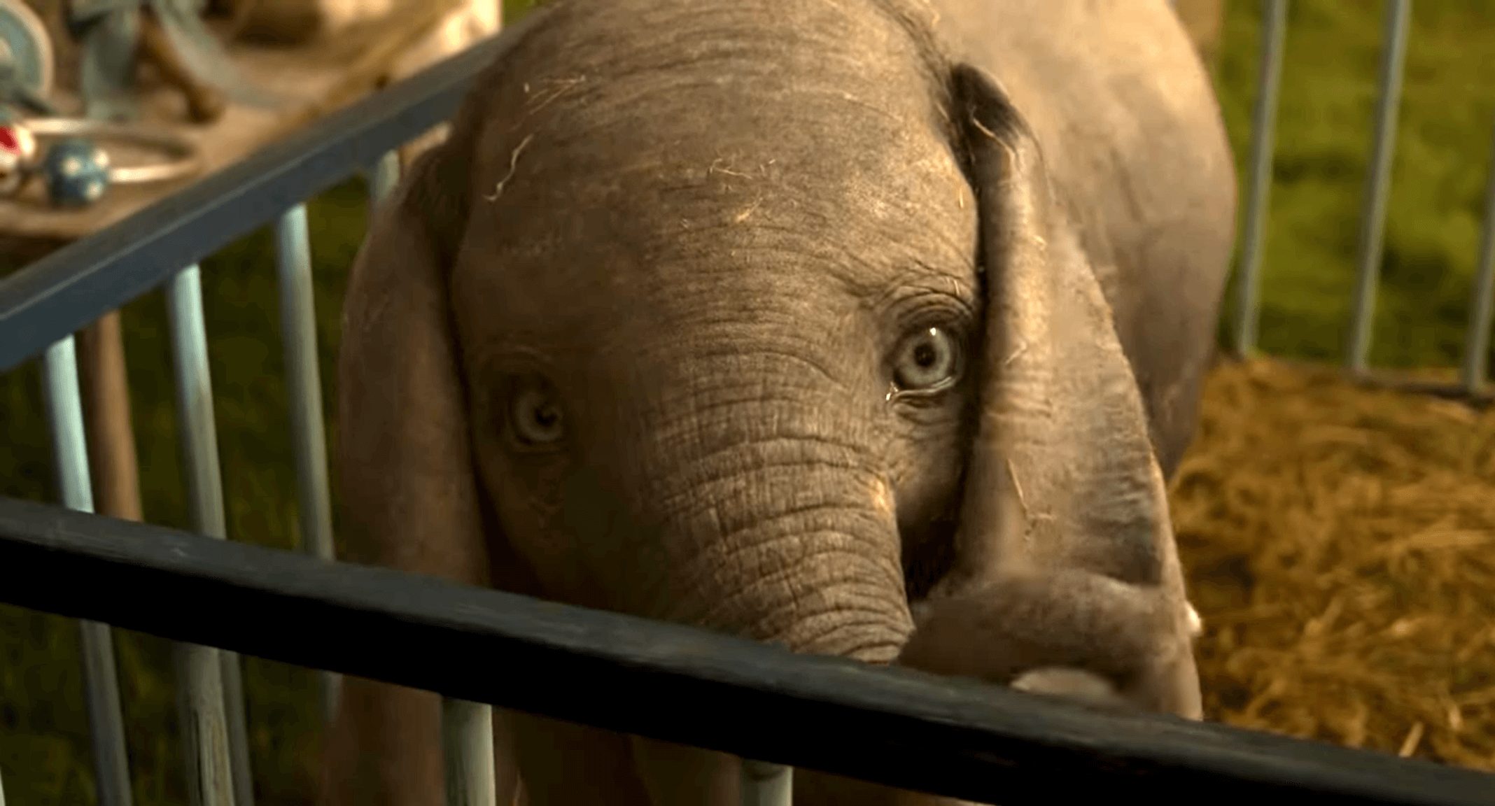What the ‘Dumbo’ Movie Can Teach Us About Life As a Circus Animal