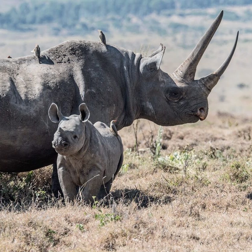 Wildlife Poaching Dropped 96% In 2 Years With New Tracking Tech