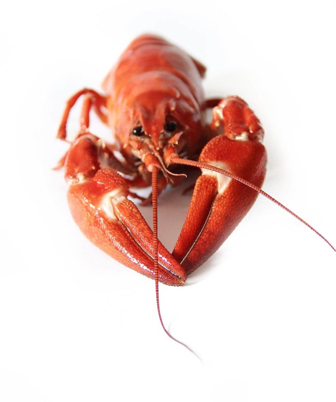 lobster sentience