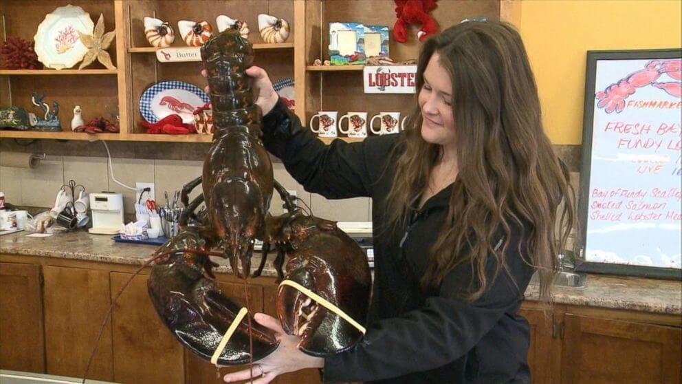Vegan Paid $230 for a 100-Year-Old Lobster, Then Set Him Free