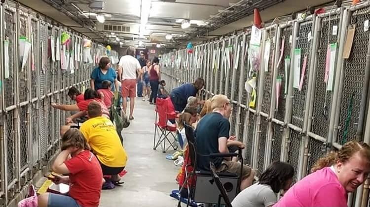 People Are Comforting Scared Shelter Dogs During 4th July Fireworks