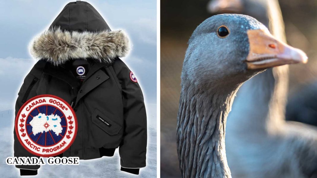 Canada Goose May Finally Realize Down 