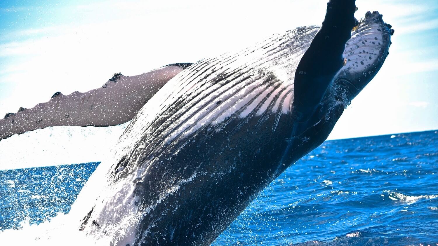 If We Want to Save The Whales, We Must Stop Eating Fish
