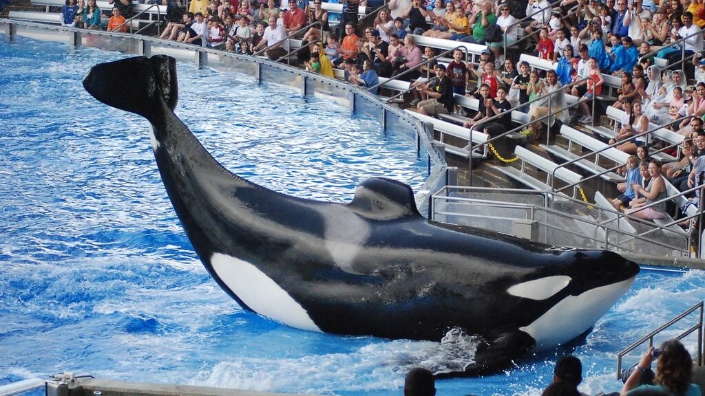 Another Major Travel Giant Just Cut Ties With SeaWorld