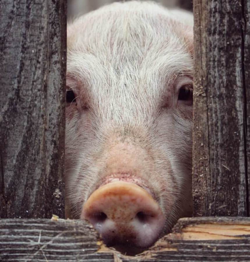 Joe Rogan Feels ‘Sick’ Eating Meat From Slaughterhouses