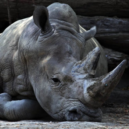 Fake Rhino Horns Could Bring an End to Poaching | LIVEKINDLY