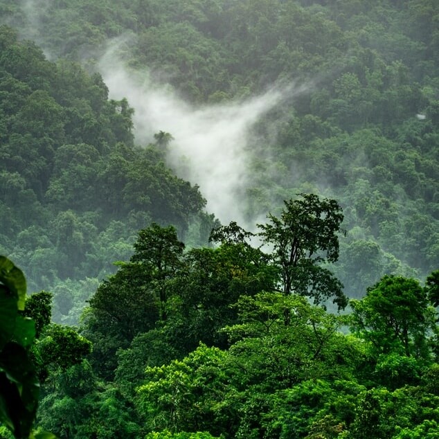 Seth MacFarlane Gives $1 Million to Rainforest Trust to Stop Deforestation