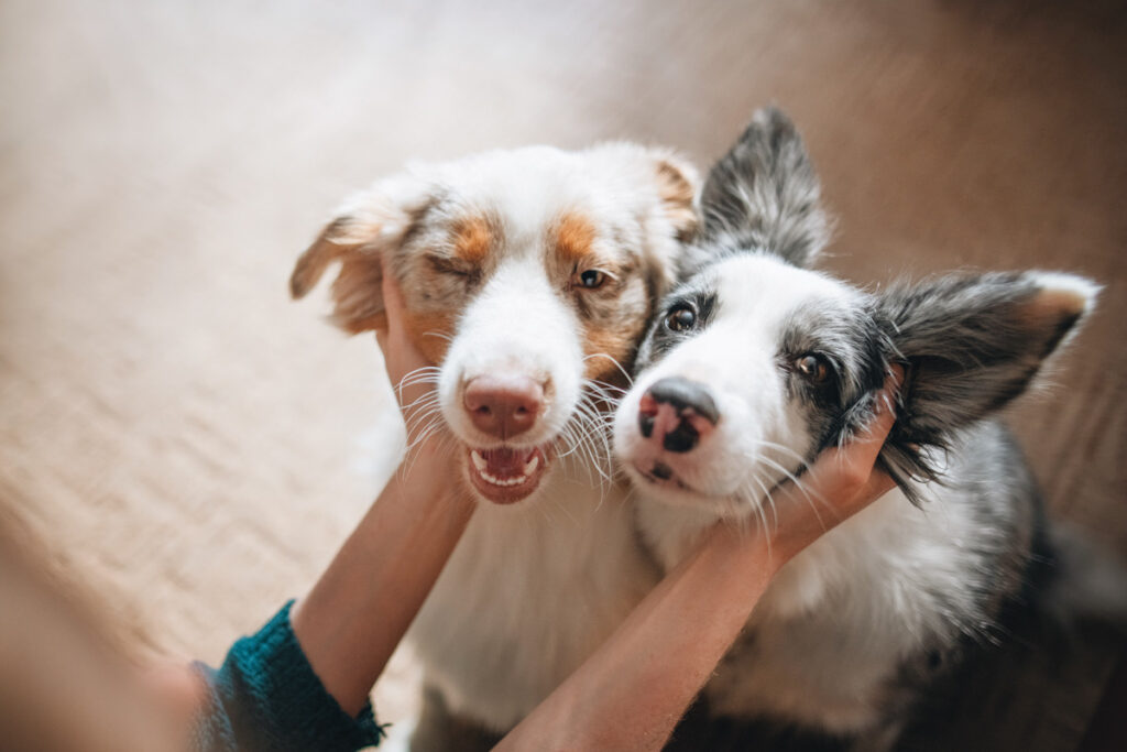 Photo shows two happy collie dogs being stroked together.