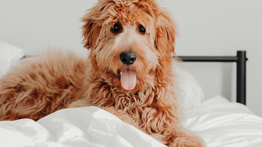 This Hotel Lets Guests Foster and Adopt Dogs