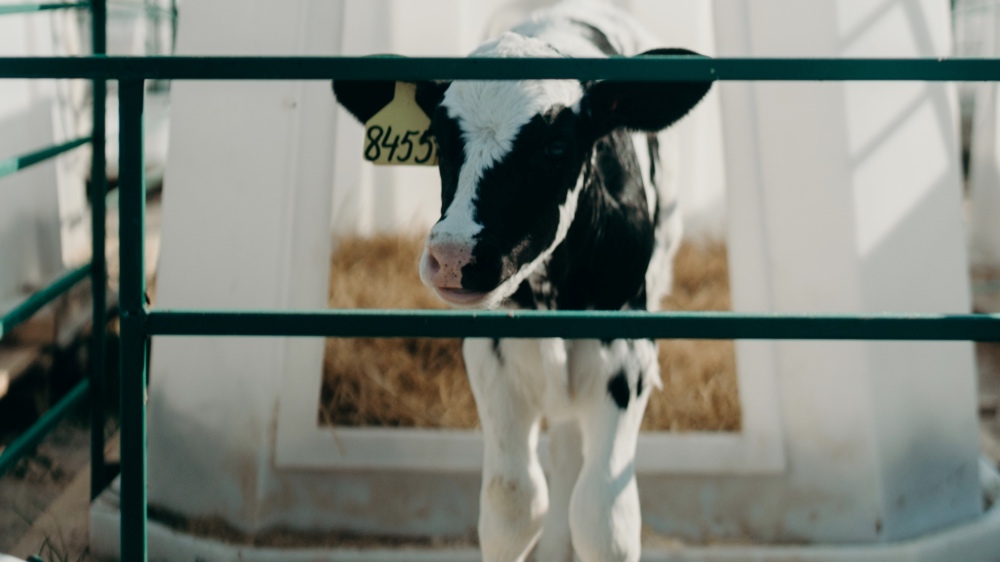 Scottish Government Faces Legal Pressure to Ban Inhumane Treatment of Calves