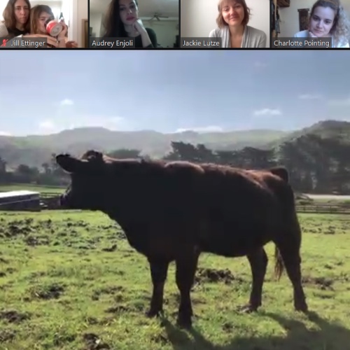 You Can (And Should!) Have Zoom Meetings With Rescued Farm Animals