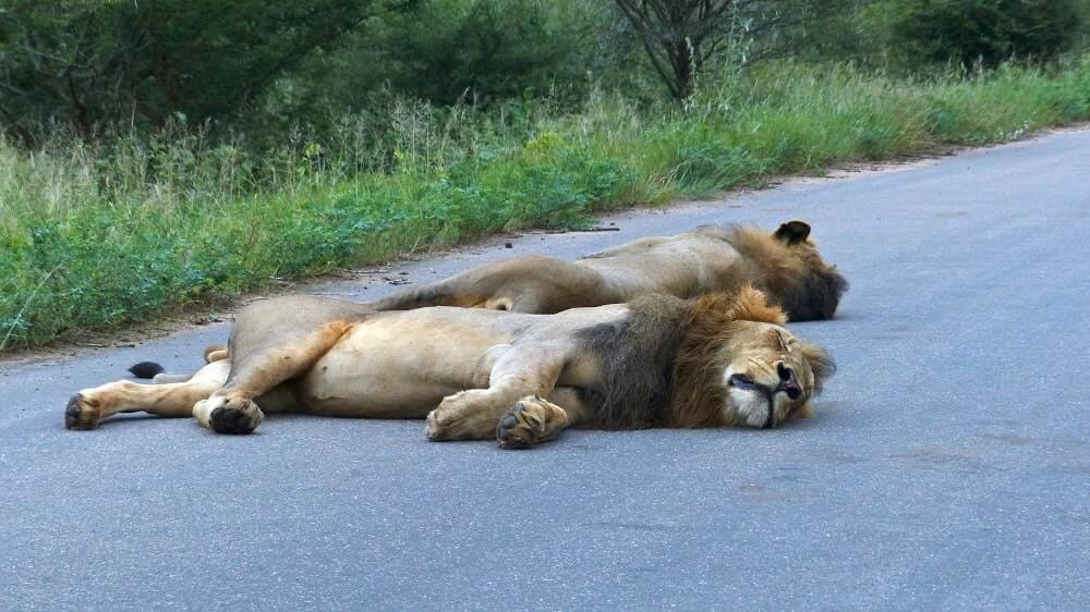 Lions Reclaim Territory, Sleeping on Roads Shut Down By Coronavirus