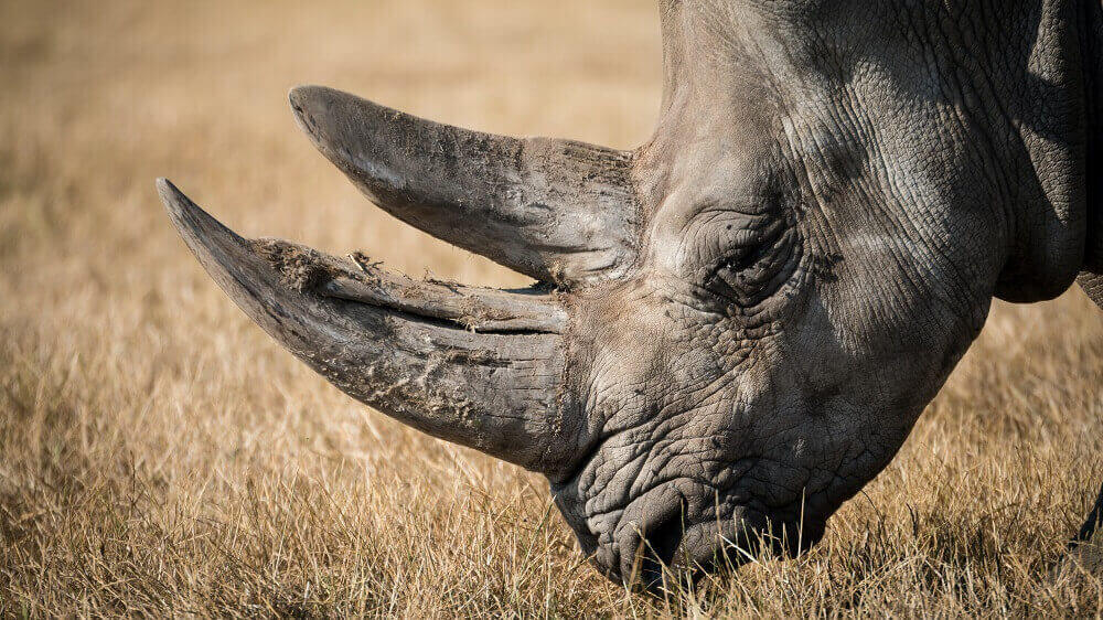 Washington DC Just Banned the Sale of Elephant Ivory and Rhino Horn