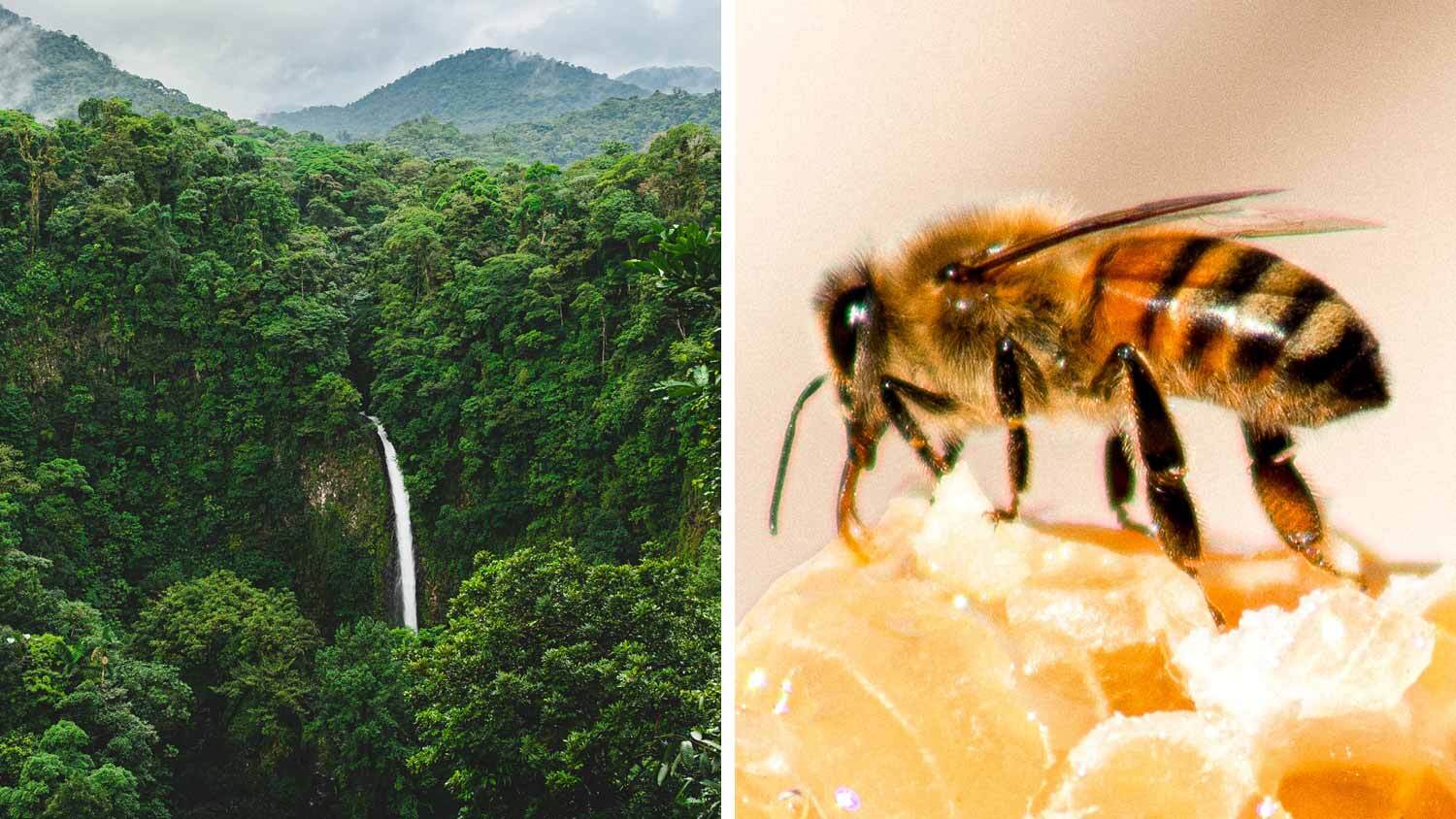 Photo of Esta ciudad costarricense ha otorgado ciudadanía a abejas y árboles