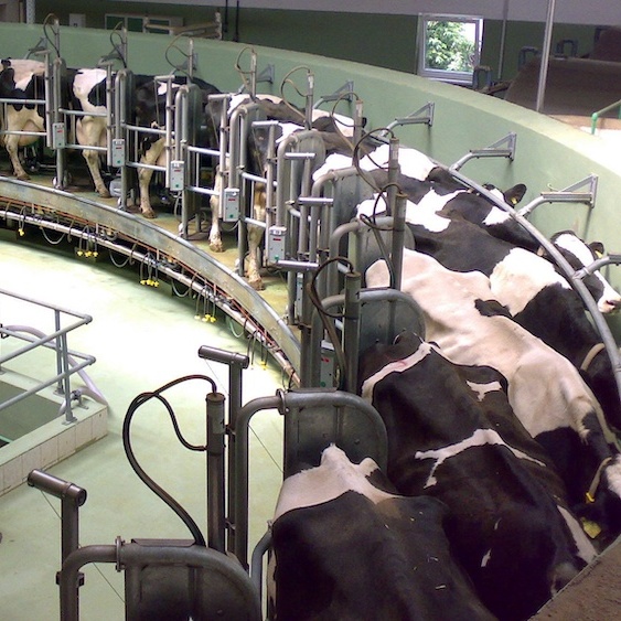 Edie Falco Slams New York’s Plan to Prop Up Big Dairy