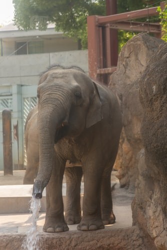 Thai Tourist Park Sets Captive Elephants Free to Focus On Conservation